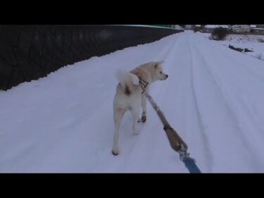 【秋田犬ゆうき】往路は飼い主を引っ張り復路は飼い主に引っ張られながら戻る冬のお散歩【akita dog】