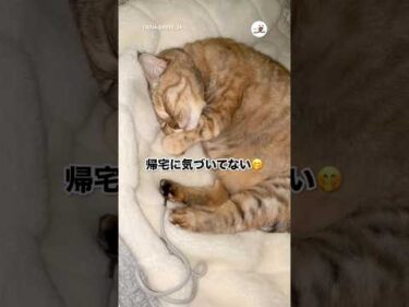 🐱「帰ってたのー？」｜PECO