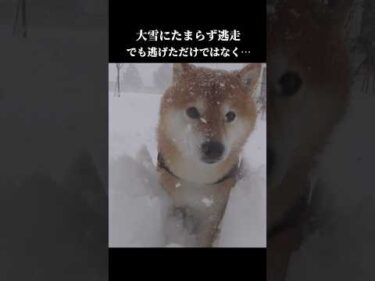 柴犬は大雪が降るとこうなる #shibainu #犬のいる暮らし #青森