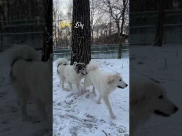 Belle Lily #greatpyrenees #todaysrunrun #グレートピレニーズ #今日のルンルン