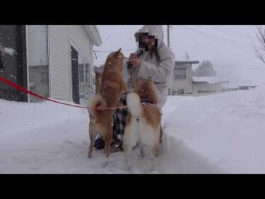 大雪で柴犬が大はしゃぎ！けど一人だけ様子が違いました。。