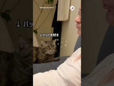 パパを見つめるむーちゃん｜PECO