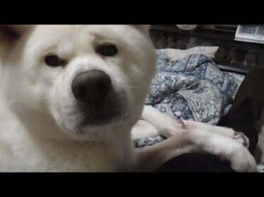 【秋田犬ゆうき】ストーブ前のぽかぽかも良いけど冬毛にはやはり程よい寒さのベッドが丁度良い【akita dog】