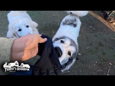 手袋鬼ごっこよりリリーと遊ぶ方が楽しいベルです　Great Pyrenees　グレートピレニーズ