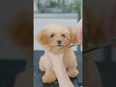 大変身する極小トイプーの初めてのヘアカット✂️#子犬 #犬のいる暮らし #癒し #ティーカッププードル
