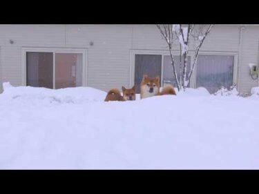 大雪のなかでのアクシデントが思わぬ奇跡を生みました。