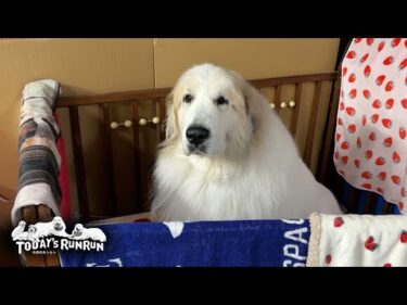 リリーになりすまして余分にご飯を食べようと企むアランです　Great Pyrenees　グレートピレニーズ