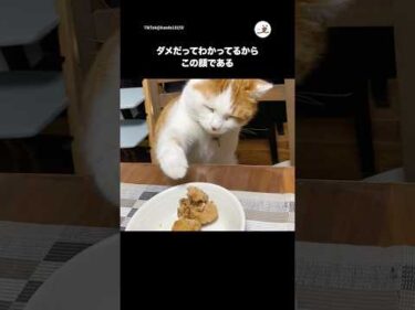 悪いってわかってる時の顔である｜PECO