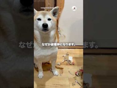 破壊して凛々しい表情の犬｜PECO