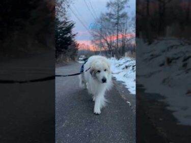 Alain アラン #greatpyrenees #todaysrunrun #グレートピレニーズ #今日のルンルン