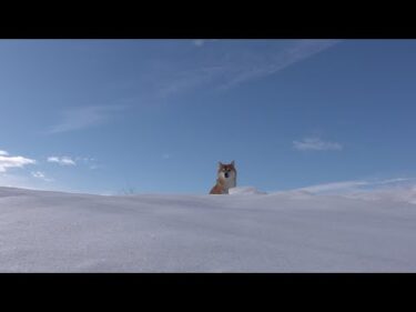 昨日とは別人な柴犬、理由が判明しました