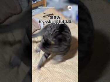 🐱「っしゃあああ」｜PECO