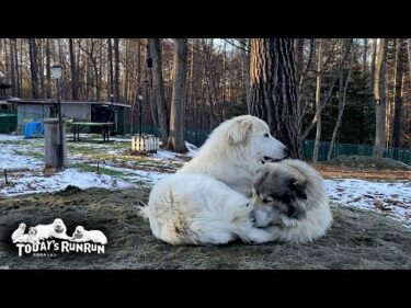 ベルが好きすぎて…ついつい密着しすぎるリリーです　Great Pyrenees　グレートピレニーズ