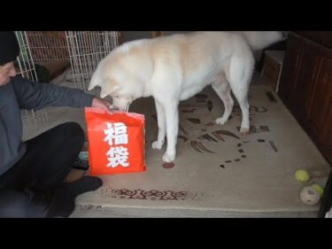 【秋田犬ゆうき】行きつけのショップ（ＣＯＯＰ）で二年ぶりに福袋を買ったので開封する【akita dog】