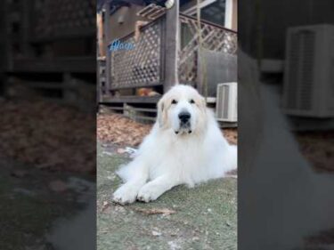 Alain アラン #greatpyrenees #todaysrunrun #グレートピレニーズ #今日のルンルン