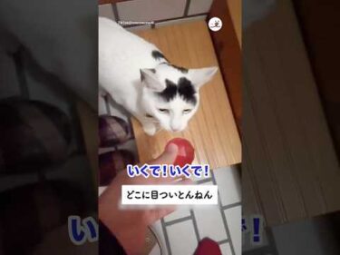 狩猟猫にはなれない｜PECO