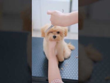 可愛すぎるマルプーをトリミングしたら・・・#子犬 #犬のいる暮らし #癒し