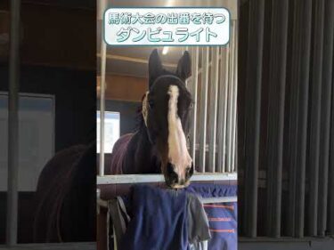 【重賞2勝ダンビュライト】RRC FINAL 2025出場！ #乗馬 #馬術 #引退競走 #RRC