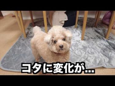 愛犬の病状に変化があってので、現状をお伝えします