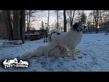 教育的指導開始か？受け身から攻めのワンプロに方針転換のベルです　Great Pyrenees　グレートピレニーズ