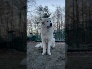 Lily リリー #greatpyrenees #todaysrunrun #グレートピレニーズ #今日のルンルン