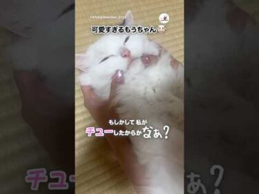 可愛すぎるもうちゃん🐮｜PECO