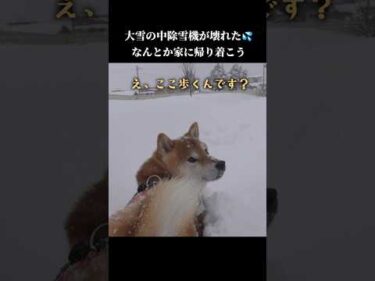 柴犬は道なき道を前に戸惑ってしまう #shibainu #犬のいる生活 #青森