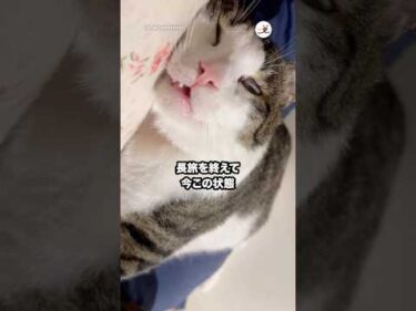 2泊3日の帰省に一緒に付き合った結果｜PECO