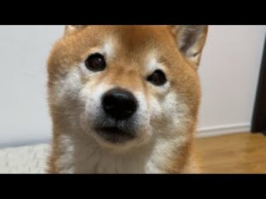 【後半】柴犬さん、寒いけどお外に行きたいしオヤツ食べたい配信