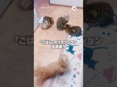 各自のリアクション｜PECO