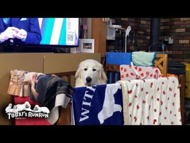 食べ盛り！ご飯の時間にならないのにご飯が欲しいリリーです　Great Pyrenees　グレートピレニーズ
