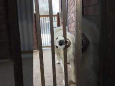 Lily リリー #greatpyrenees #todaysrunrun #グレートピレニーズ #今日のルンルン