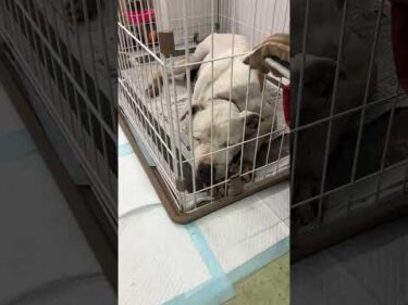 ポチと同居します