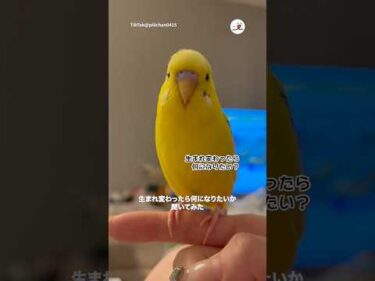 生まれ変わったら…｜PECO