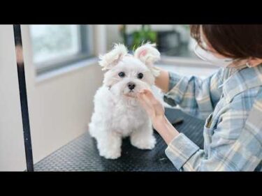 元気いっぱいマルチーズをトリミングしたらマイペースで可愛すぎる（もうすぐ8歳！）