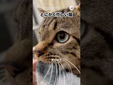 深夜に忙しい猫｜PECO