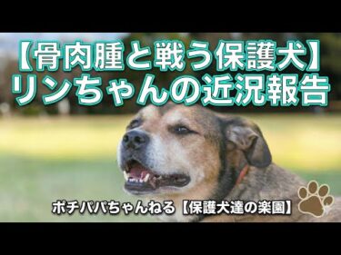 【骨肉腫と戦う】リンちゃんの近況報告