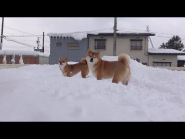 雪の散歩、離れられない柴犬。