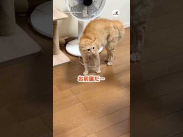 頭にタオルをかけたお兄ちゃんを見て…😅｜PECO