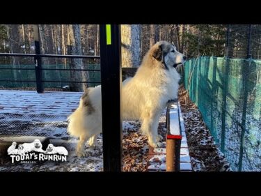 ビシッと背筋を伸ばして番犬を頑張るベルです　Great Pyrenees　グレートピレニーズ
