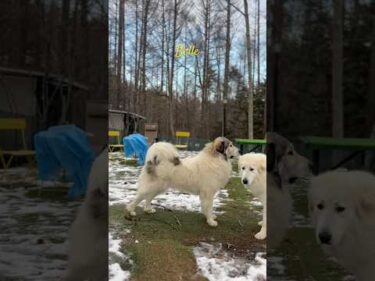 Belle ベル #greatpyrenees #todaysrunrun #グレートピレニーズ #今日のルンルン