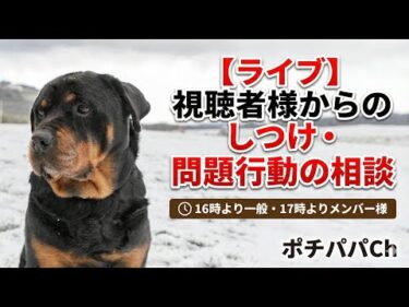 【ライブ】視聴者様からのしつけ・問題行動の相談　16時より一般・17時よりメンバー様