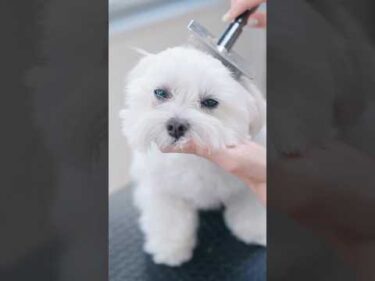 【動画全編は⬆️】マルチーズをトリミングしたらマイペースで可愛い #子犬 #犬のいる暮らし #癒し #マルチーズ