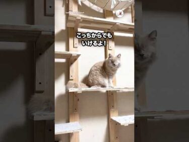 ママのところへ向かう盲目猫さん｜PECO