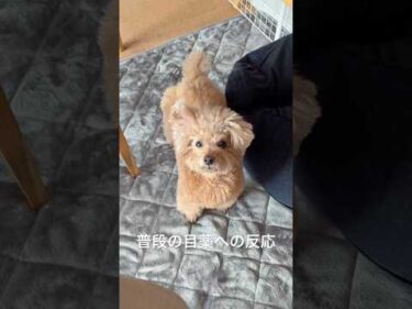 目薬への意思表示がはっきりしてる愛犬ｗ  #トイプードル #犬のいる生活 #dog