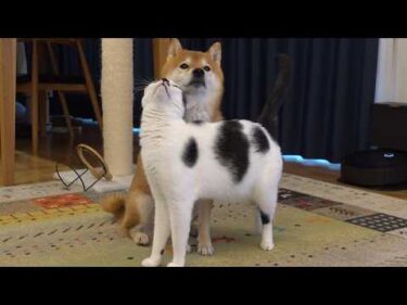 柴犬が悩みで苦しんでいると、可愛い現象が起きました