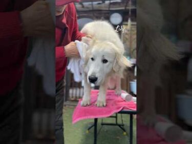 Lily リリー #greatpyrenees #todaysrunrun #グレートピレニーズ #今日のルンルン