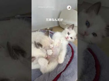 兄弟なんだが…｜PECO