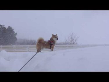 吹雪の中、柴犬が格好良く佇む理由がこれ