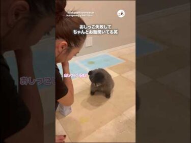 しっかりと（？）お話を聞くワンコ｜PECO